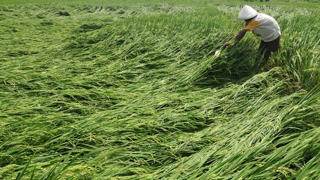 Sawah yang ditanami padi yang mengalami gangguan aliran air akibat bencana banjir akan diganti dengan tanaman kedelai dan jagung. 