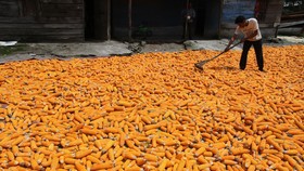 Kesiapan Bulog Jadi Importir Jagung Dipertanyakan
