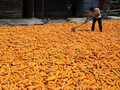 Kemendag Pastikan Sudah Teken Izin Impor 100 Ribu Ton Jagung