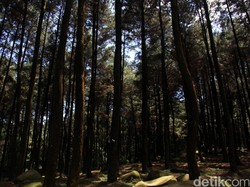 Wisata Gunung Pancar Mahal Disorot Sandiaga, Kadisparbud Bogor Evaluasi