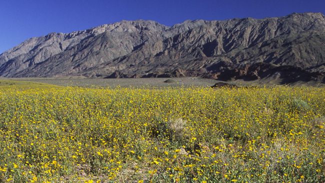 Bunga-bunga berwarna-warni bermekaran lebih awal di Death Valley. Kejadian yang sangat langka, karena hal tersebut hanya terjadi setiap 10 tahun sekali.