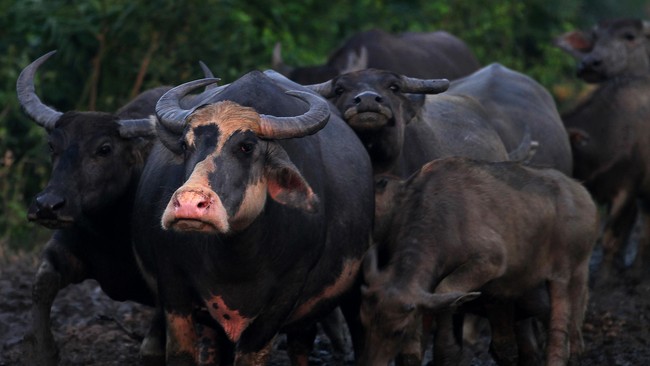 Bulog Akan Impor 100 Ribu Ton Daging Kerbau untuk Puasa dan Lebaran Bulog akan mengimpor daging kerbau beku sebanyak 100 ribu ton dari India demi memenuhi kebutuhan puasa dan lebaran tahun ini.