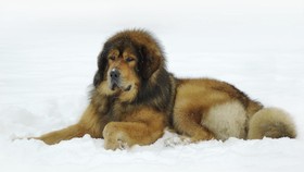 Red Tibetan Mastiff, Jenis Anjing Paling Mahal di Dunia