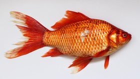 Remaja di Jepang Dihukum Makan 30 Bangkai Ikan Mas Koki