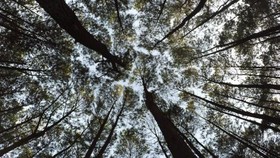 Pasien Corona Gunung Kidul Akan Diisolasi di Hutan