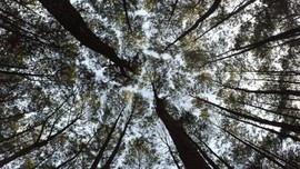 Pasien Corona Gunung Kidul Akan Diisolasi di Hutan