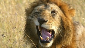 Terpecahkan, Misteri Singa Pemburu Manusia di Kenya