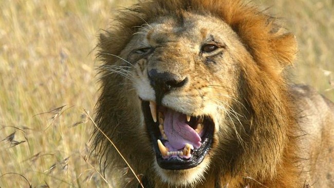 Daerah Tsavo di Kenya pernah dihantui sepasang singa pemakan manusia pada 119 tahun lalu. Misteri mengapa mereka berburu manusia akhirnya terpecahkan.