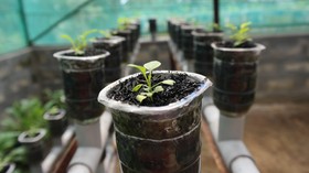 Cara Berkebun di Halaman Rumah yang Sempit