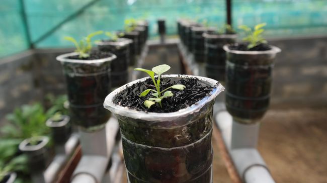 berkebun di pekarangan rumah yang sempit