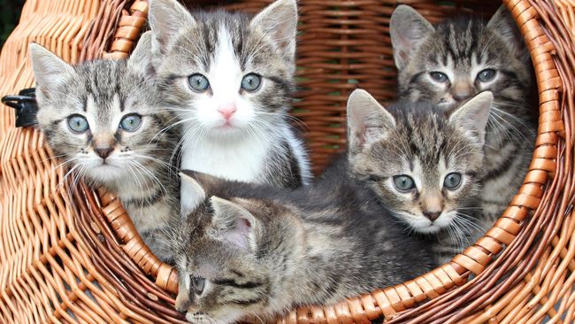 Maskapai penerbangan Southwest Airlines memperbolehkan penumpang untuk membawa kucing, anjing dan kuda poni dalam kabin.
