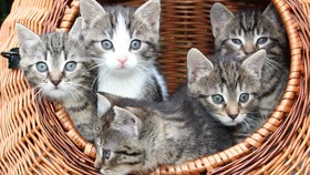 Racik Makanan Sendiri untuk Kucing Lebih Sehat, Benarkah?