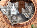 Alasan Ilmiah Mengapa Manusia Mudah Gemas pada Kucing