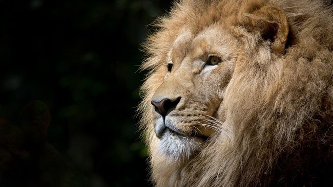 Pria bernama Prahlad Gujjar (38) memanjat pagar setinggi 12 kaki dan melompat ke kandang singa di Taman Zoologi Sri Venkateswara di Tirupati, India.