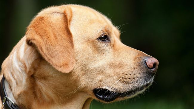 Sebuah penelitian di Inggris mengungkap bahwa anjing dapat dimanfaatkan sebagai bagian dari pencegahan dan penanganan dini terhadap malaria.