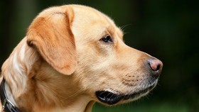 Malaria Kini Bisa Diendus oleh Anjing
