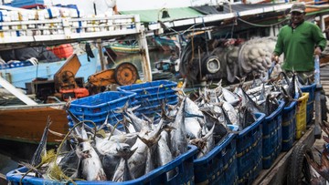 RI Masih Impor Ikan di Tengah Wacana Produksi Susu Buat Makan Gratis