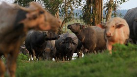 Perum Bulog Kelompokkan Harga Daging Kerbau Sesuai Distribusi
