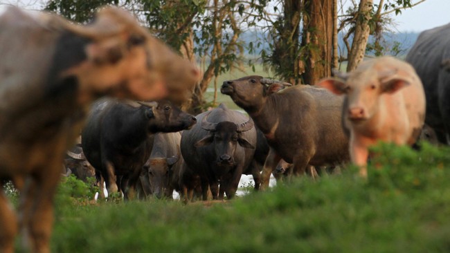 Kalau partai besar mininal 50 ton daging kerbau, kami beri harga Rp56 ribu per kilogram (kg). Kalau level menengah Rp60 ribu/kg. Sedangkan, eceran Rp65 ribu/kg.