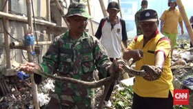Warga Semarang Temukan Sarang Ular di Tengah Pemukiman