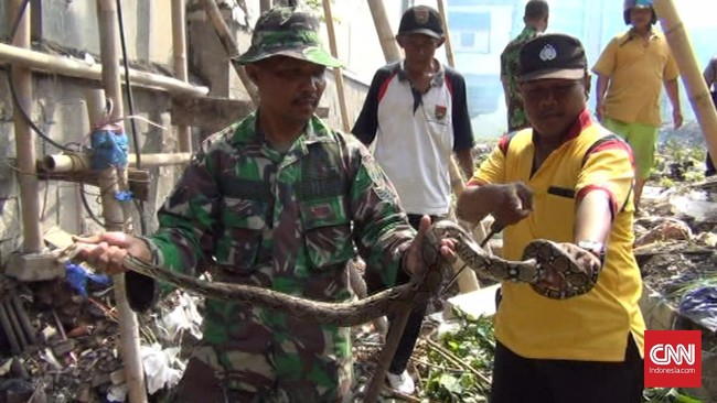 Selama beberapa pekan terakhir, warga Jalan Anggrek Kota Semarang diresahkan dengan banyaknya ular di lingkungan mereka.