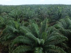 Awalnya Rugi, Holding Perkebunan Balik Kantongi Laba Rp 1,45 T
