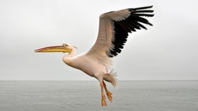 750 Pelikan Mati di Senegal Positif Flu Burung