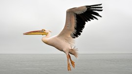 750 Pelikan Mati di Senegal Positif Flu Burung