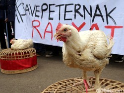 Harga Ayam Hidup Anjlok!