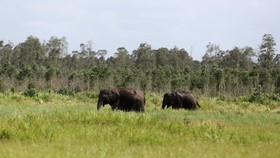 Perlintasan Gajah Sumatera di Bengkulu Akan Dijaga Ketat