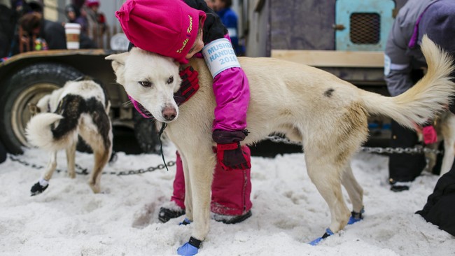 Ketika Anjing Berpacu di Lintasan Salju