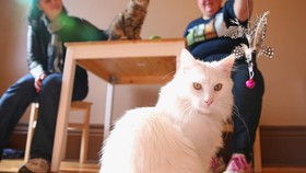 Langgar Kesejahteraan Hewan, Kafe Kucing Ditutup Permanen