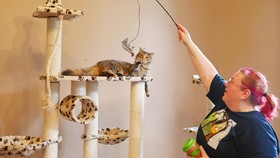 Abaikan Kesehatan Hewan, Kafe Kucing di Jepang Ditutup