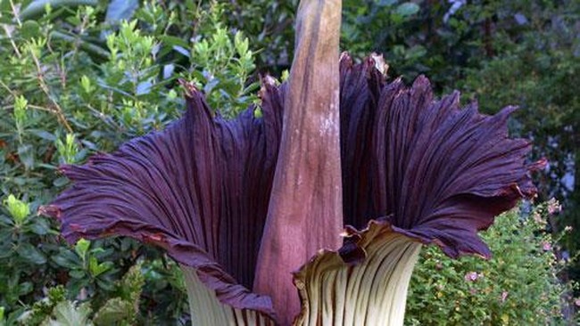 Bunga bangkai dari spesies Amorphophallus titanum becc. sedang mekar di Kebun Raya Cibodas, Jawa Barat. Bahkan ia yang tertinggi, lho.