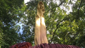 Bungai Bangkai Raksasa Mulai Mekar di Sumbar