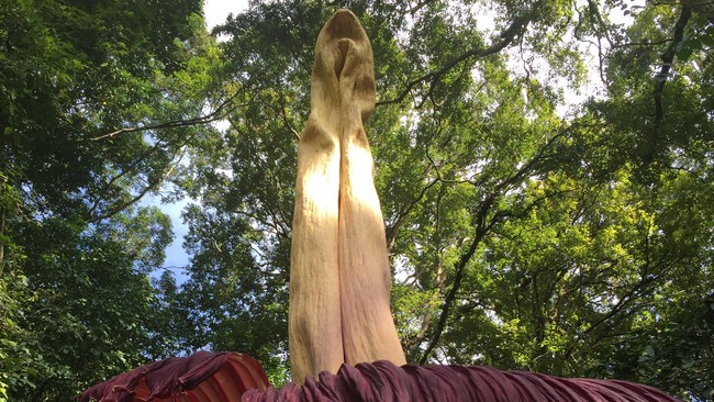 Balai Konservasi Sumber Daya Alam (BKSDA) Resor Agam Ade Putra, bunga bangkai jenis Amorphophallus Titanum diperkirakan mekar sempurna pada Selasa pekan depan.