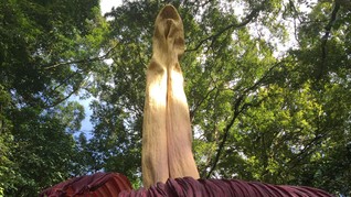 Bungai Bangkai Raksasa Mulai Mekar di Sumbar