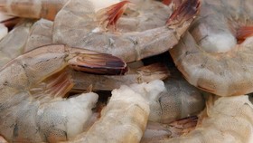 Alasan Udang Berubah Jadi Merah Saat Dimasak
