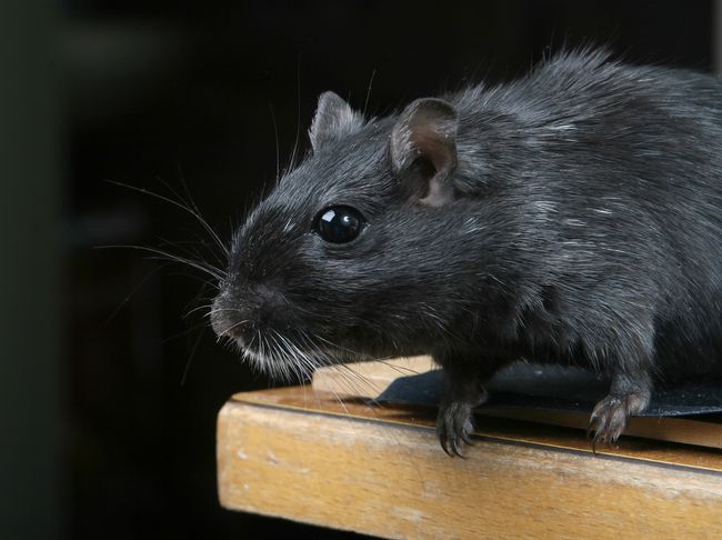 Benarkah Tikus Sangat Keju