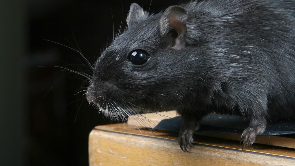 Waspada Hantavirus, 7 Aroma Alami Bisa Usir Tikus di Rumah