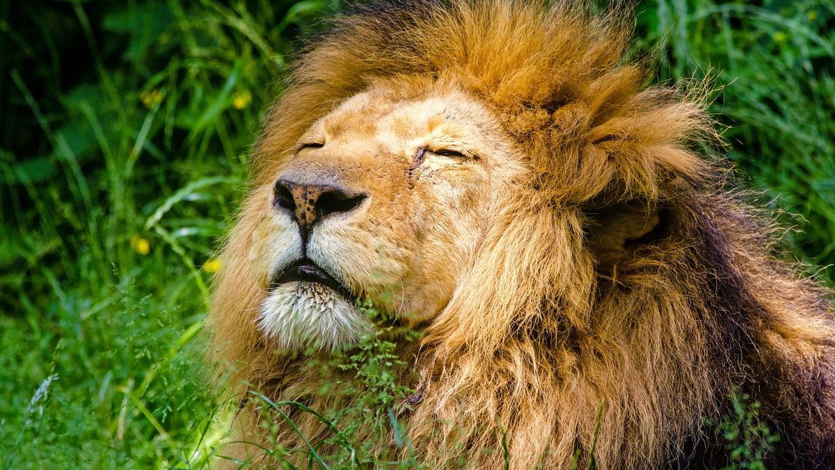5 Singa yang Terkam dan Tewaskan Petugas Safari World Kini Dikurung