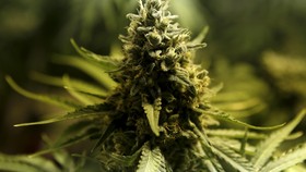 Microsoft Mau Bantu Pemerintah Lacak Penjualan Ganja
