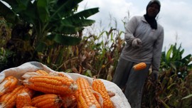 Jagung Impor Bakal Dijual Rp4.000 per kg ke Peternak