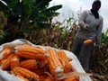 Jagung Impor Bakal Dijual Rp4.000 per kg ke Peternak