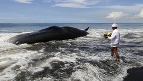 Dua Ekor Hiu Paus Terdampar di Nusa Penida