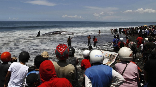 Dua hiu terluka parah akibat tertabrak baling-baling mesin kapal. Peraturan pemanfaatan perairan mendesak diterbitkan di Nusa Penida yang makin ramai turisme.