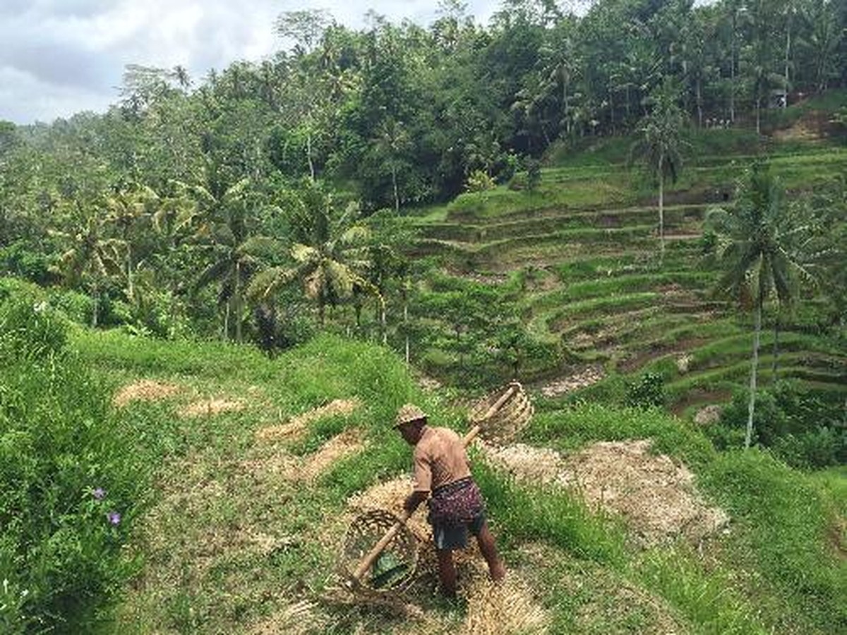 Pak Tua di Sawah Terasering, Tegalalang