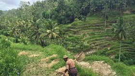 Belajar dari Pak Petani Tua Pencari Rumput Ternak di Bali