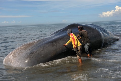 Bangkai Ikan Paus 12 Meter terdampar di Pantai Sulamu NTT
