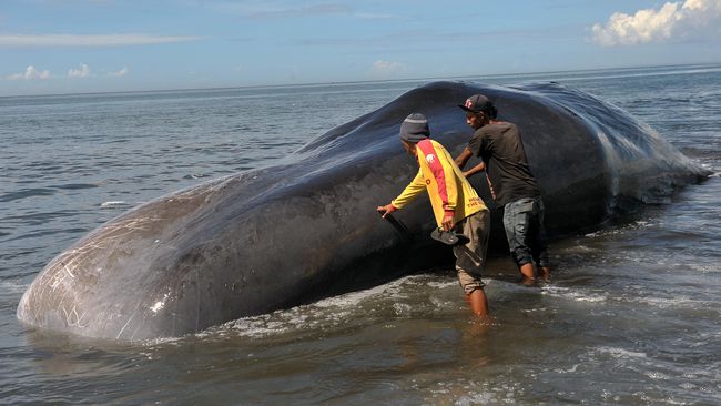 Bangkai Paus Sperma Terdampar Di Pantai Bungkulan Bali